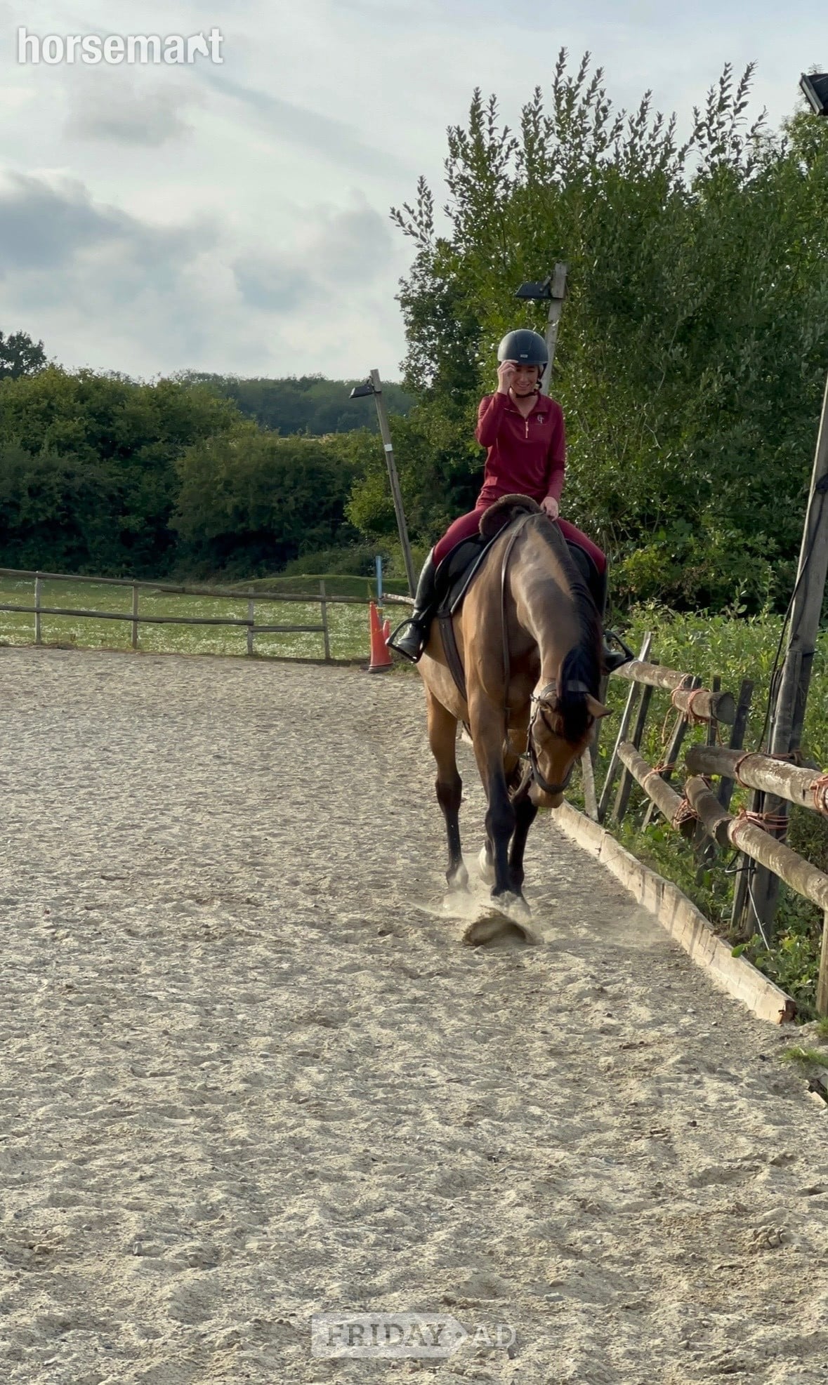 Sevenoaks "Paddy" Dun Gelding All Rounder