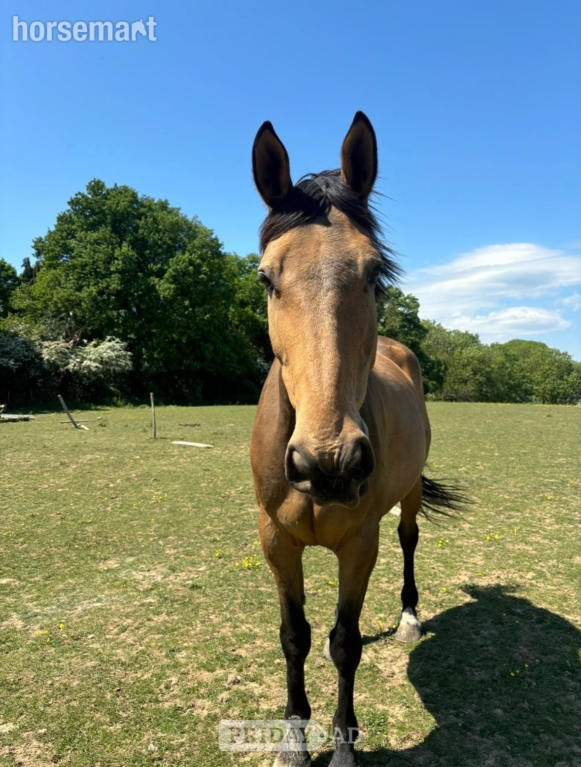 "Paddy" Dun Gelding All Rounder - Horses in Sevenoaks