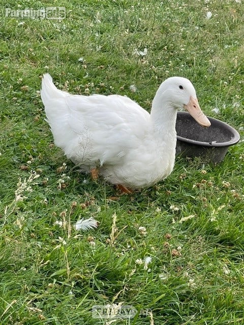 Aylesbury Ducks - flock dispersal - pure exhibition Aylesburys in Devizes