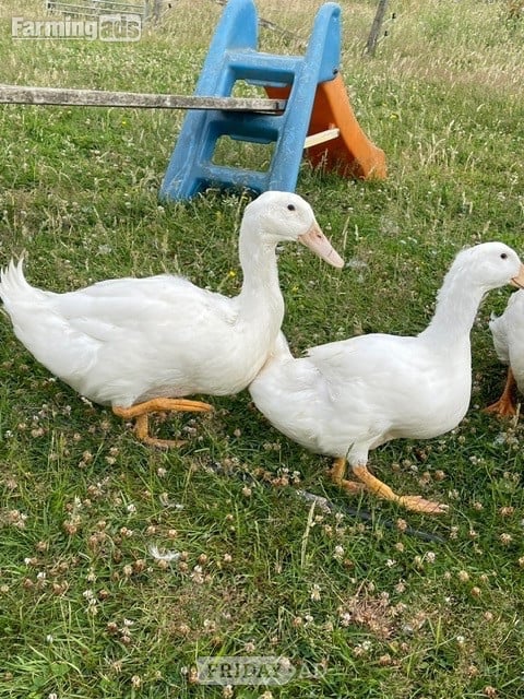 Aylesbury Ducks - flock dispersal - pure exhibition Aylesburys