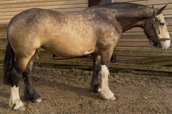 "Lola" Buckskin Mare Cob/Heavy Horse