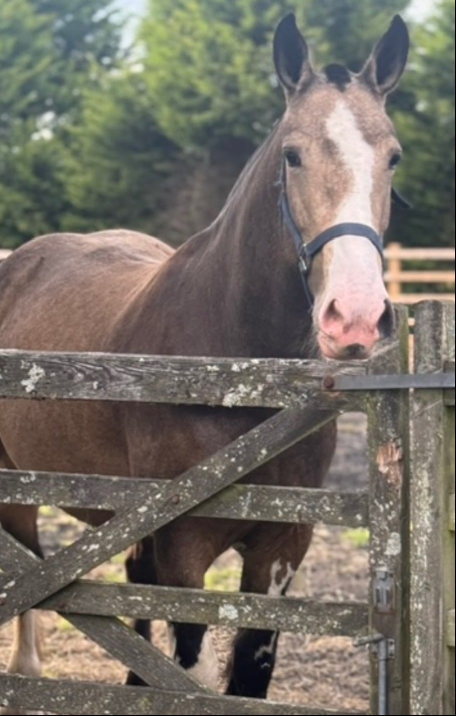"Lola" Buckskin Mare Cob/Heavy Horse