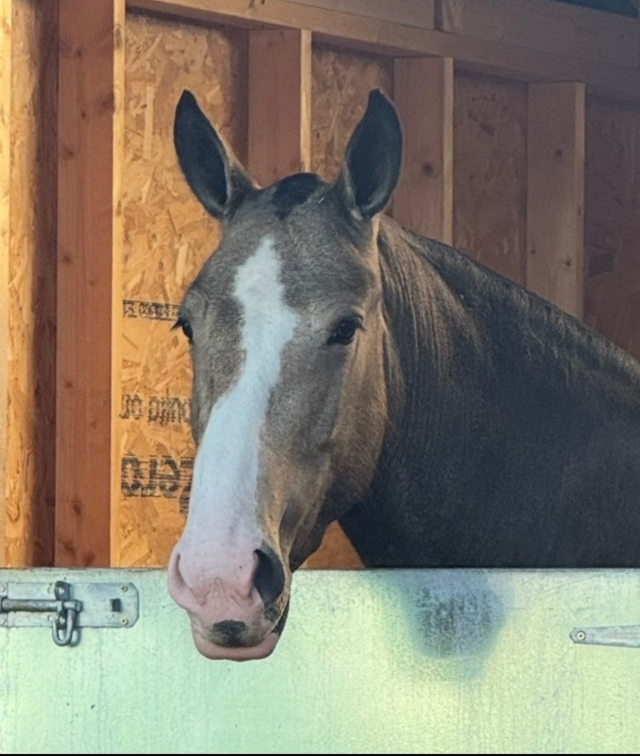 Darwen "Lola" Buckskin Mare Cob/Heavy Horse