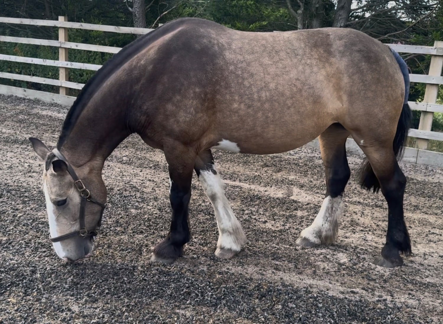 "Lola" Buckskin Mare Cob/Heavy Horse - Horses in Darwen