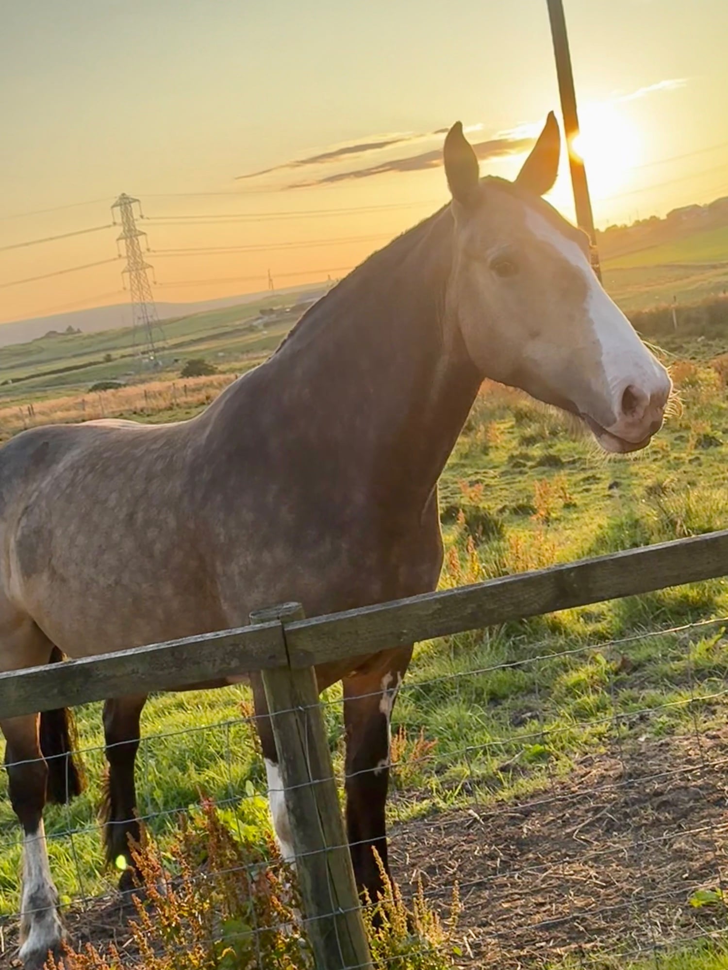 "Lola" Buckskin Mare Cob/Heavy Horse - Horses