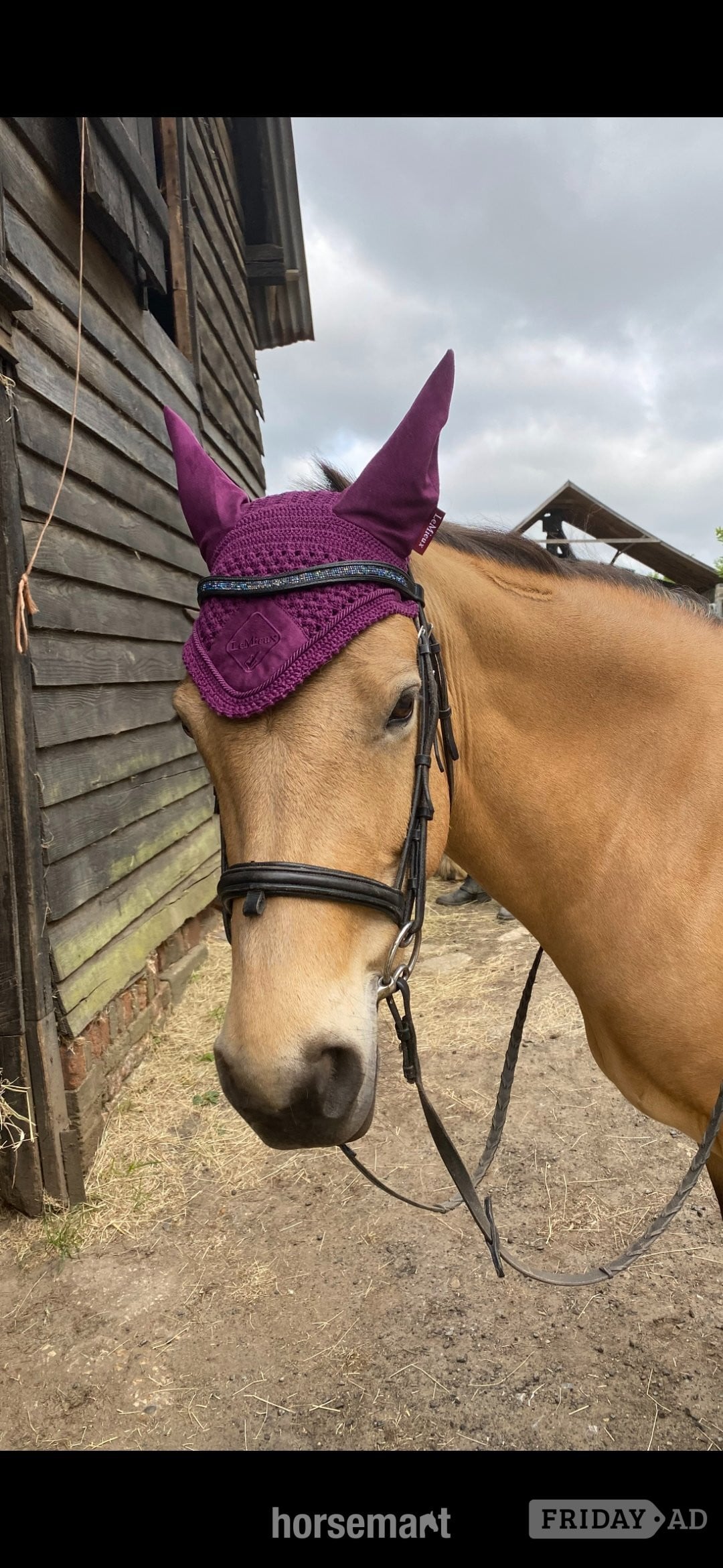 "Lady" Dun Mare Happy Hacker in Hartley Wintney
