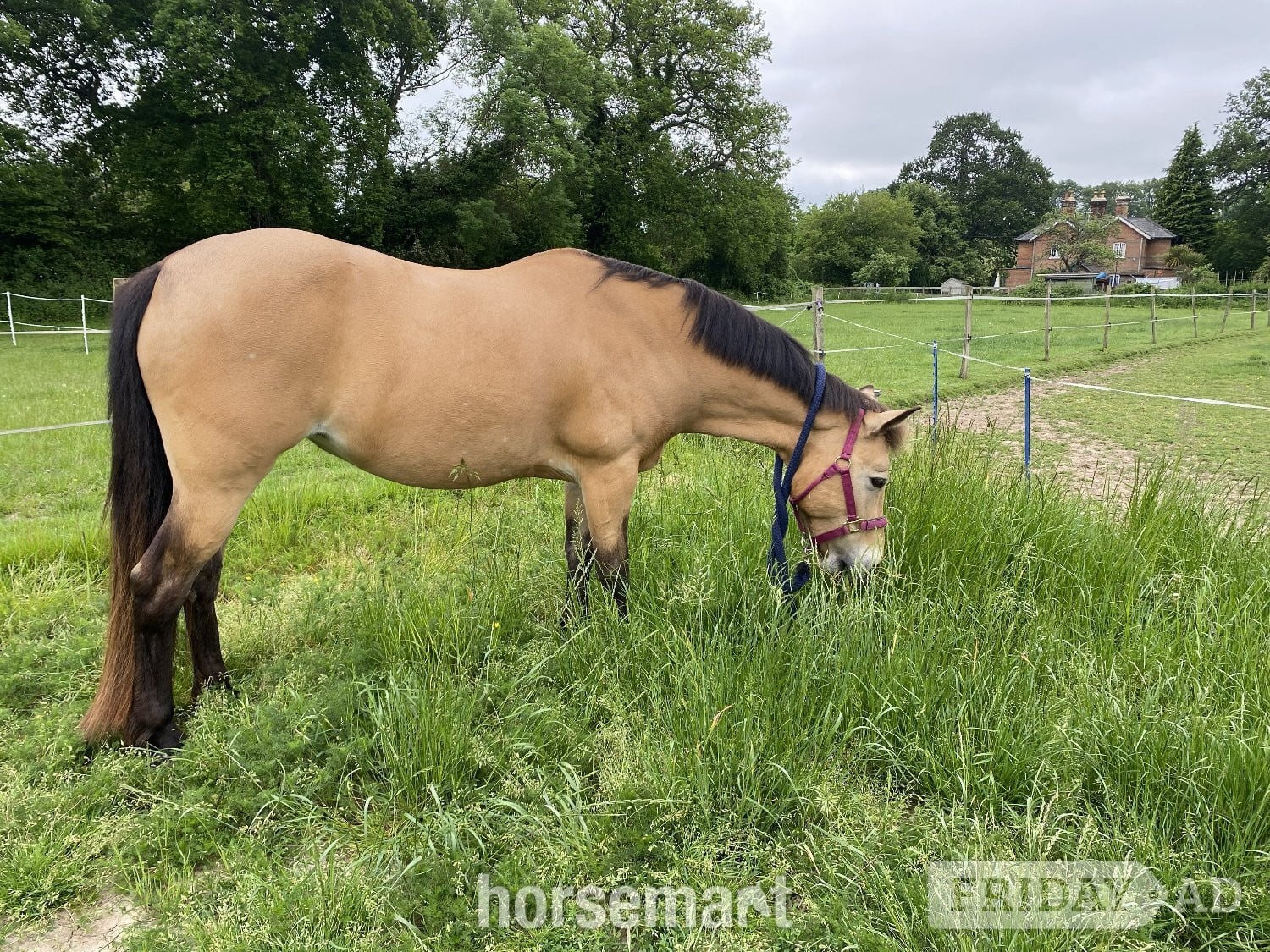 "Lady" Dun Mare Happy Hacker