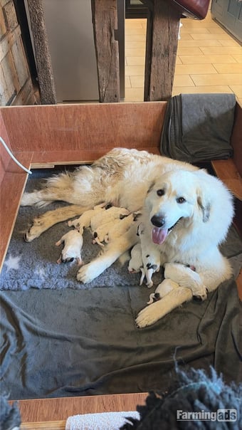 Pyrenean Mountain Dogs