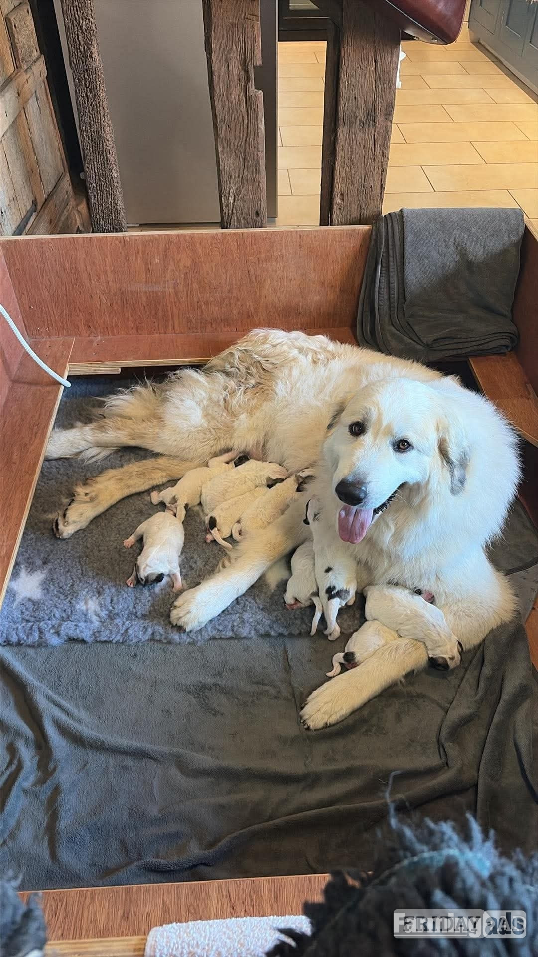 Pyrenean Mountain Dogs in Brenchley