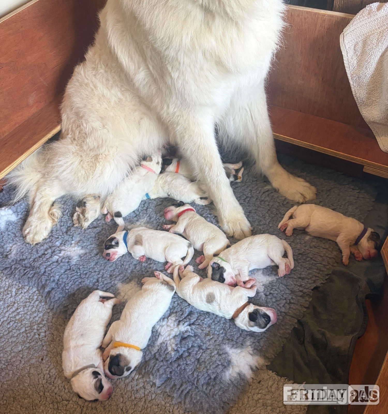 Pyrenean Mountain Dogs