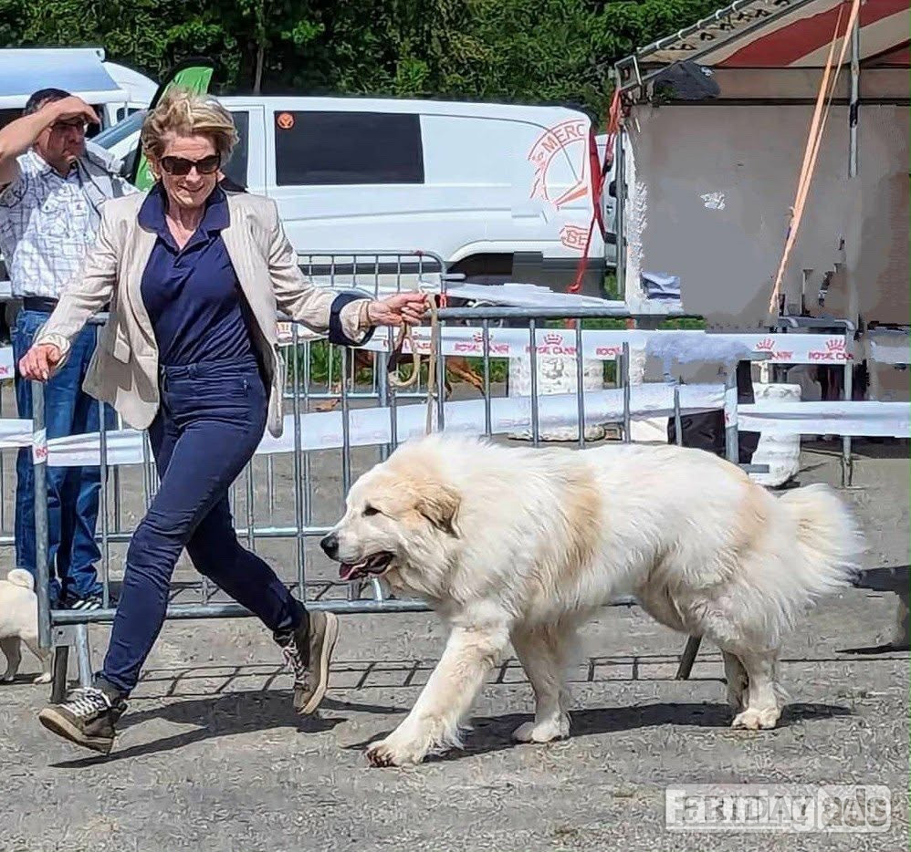 Brenchley Pyrenean Mountain Dogs