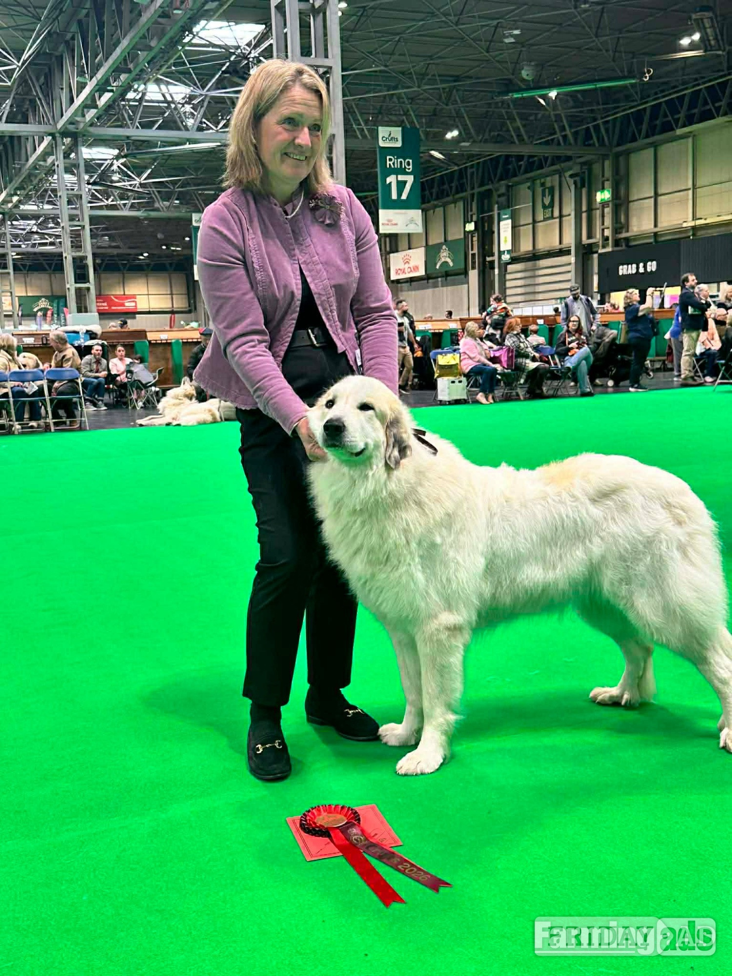 Pyrenean Mountain Dogs - Dogs & Puppies in Brenchley