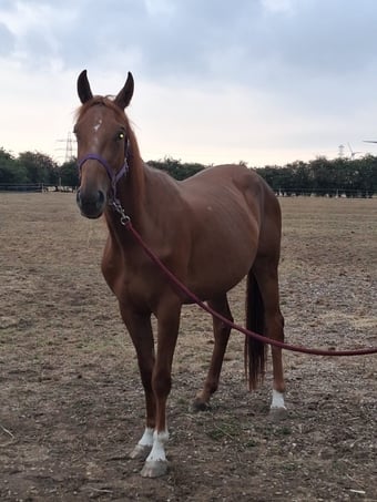 "Autumn (Amara II)" Chestnut Filly Young Sport Horse