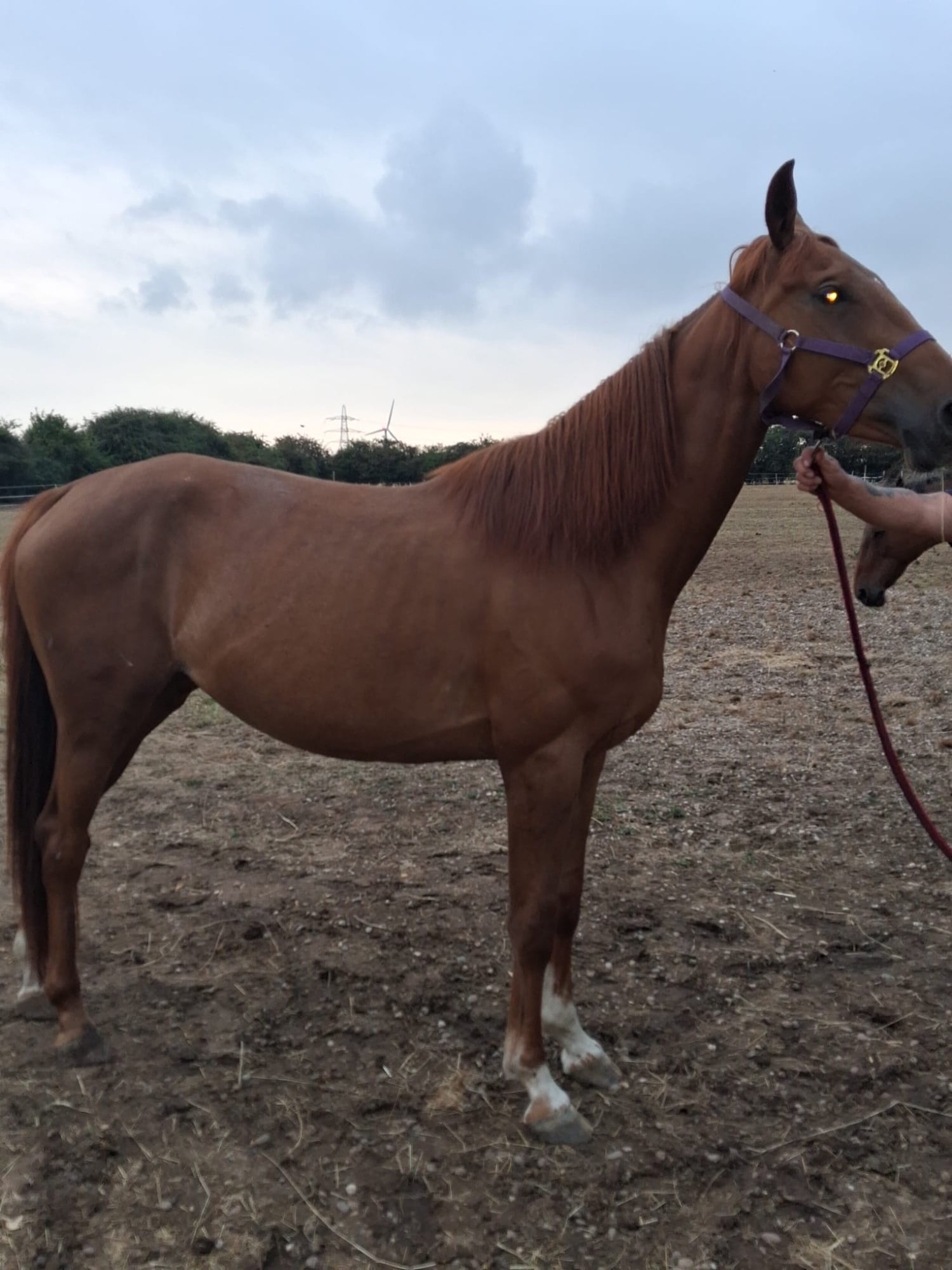 "Autumn (Amara II)" Chestnut Filly Young Sport Horse