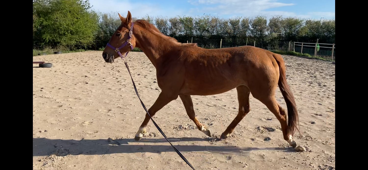 Preston "Autumn (Amara II)" Chestnut Filly Young Sport Horse