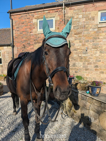 "Hattie" Bay Mare Happy Hacker