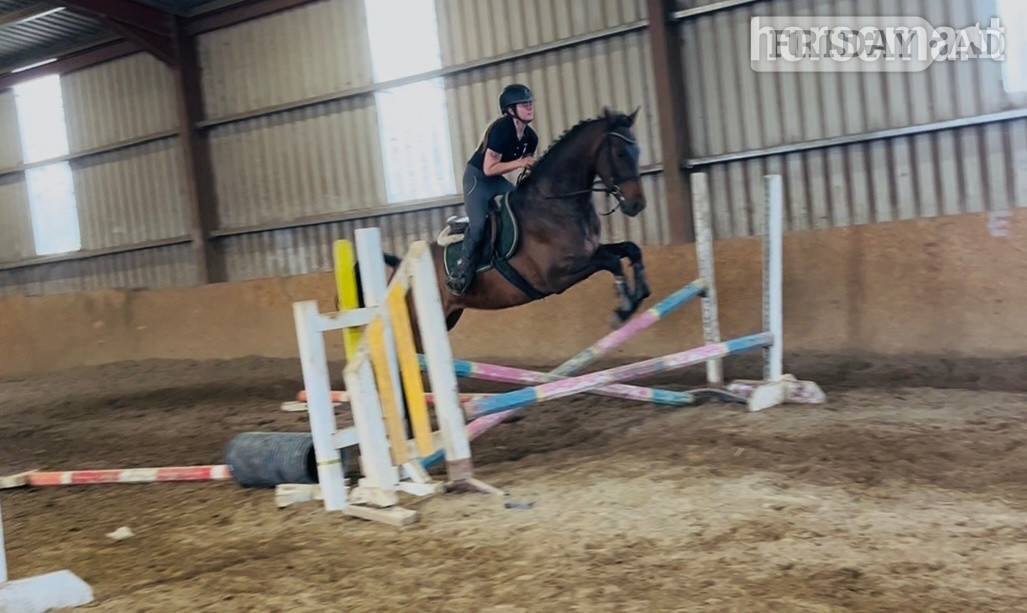 "Wiley" Bay Gelding All Rounder - Horses