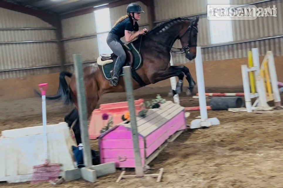 "Wiley" Bay Gelding All Rounder in Collooney