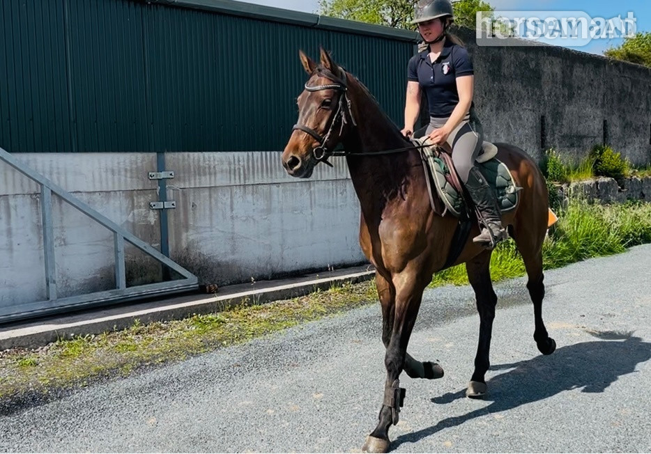 "Wiley" Bay Gelding All Rounder