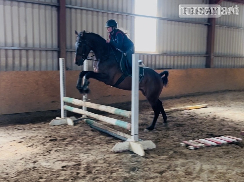 Collooney "Wiley" Bay Gelding All Rounder
