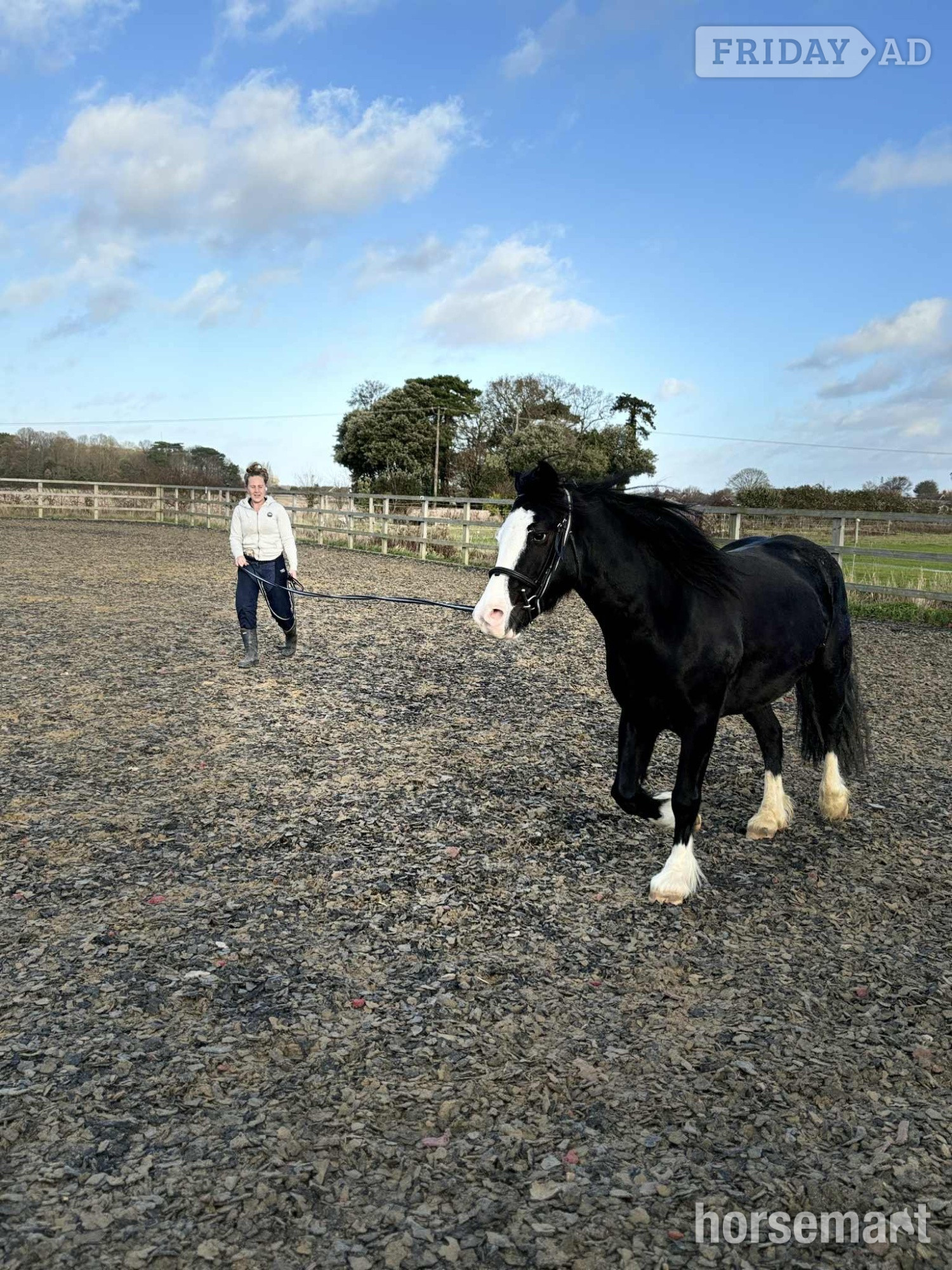 Corton "Sonny" Black Gelding Project Horse