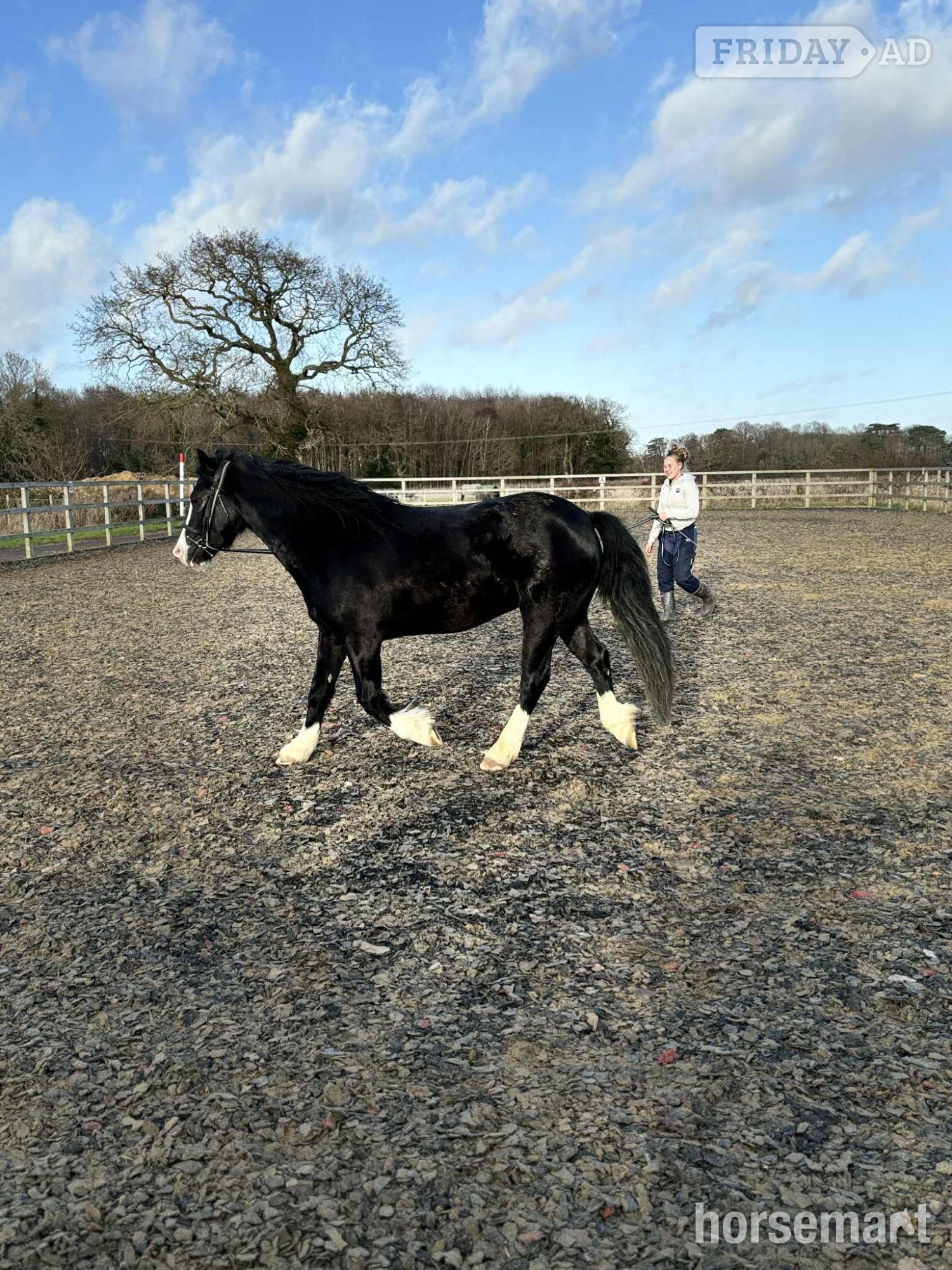 "Sonny" Black Gelding Project Horse in Corton