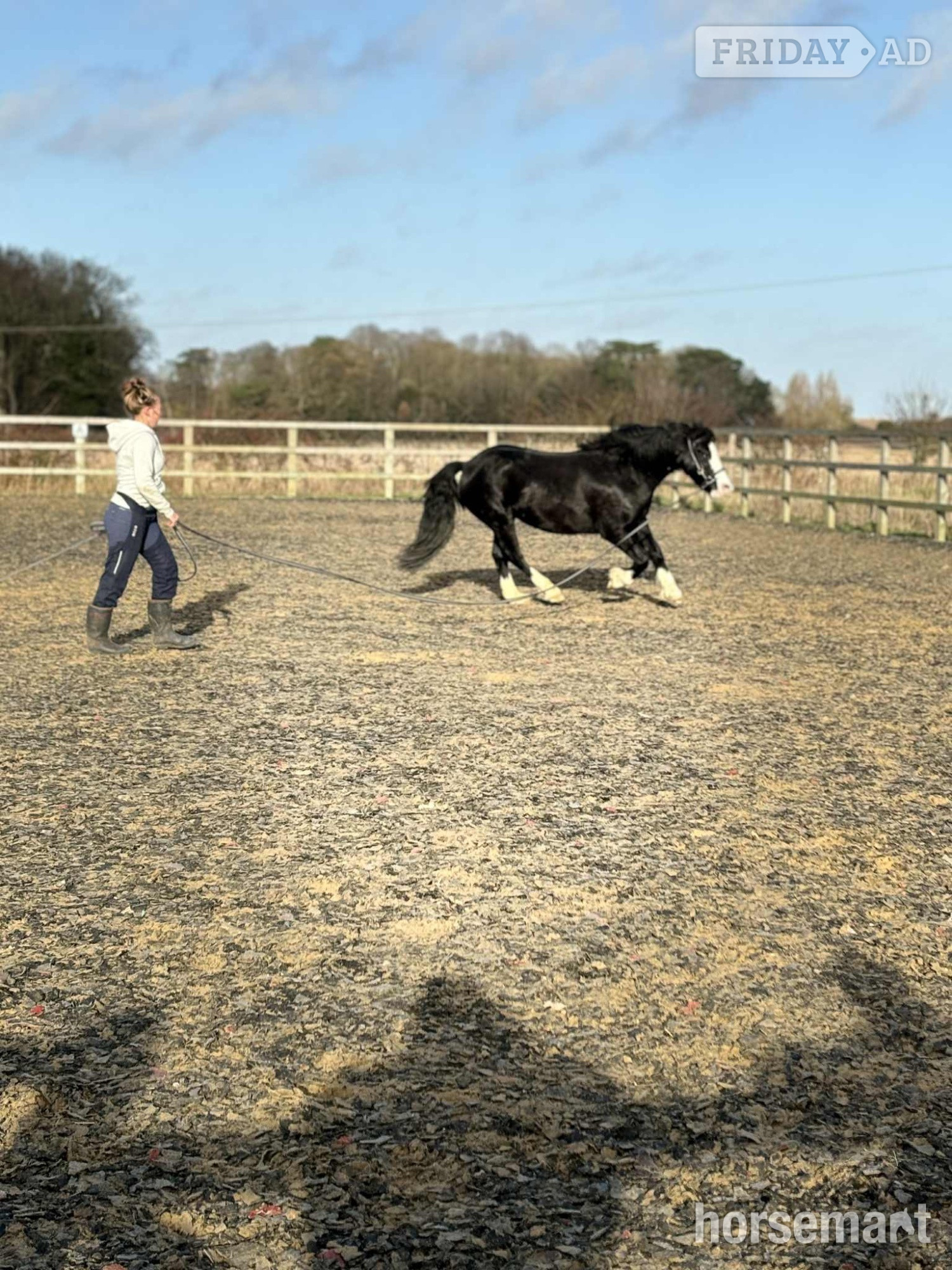 "Sonny" Black Gelding Project Horse - Horses