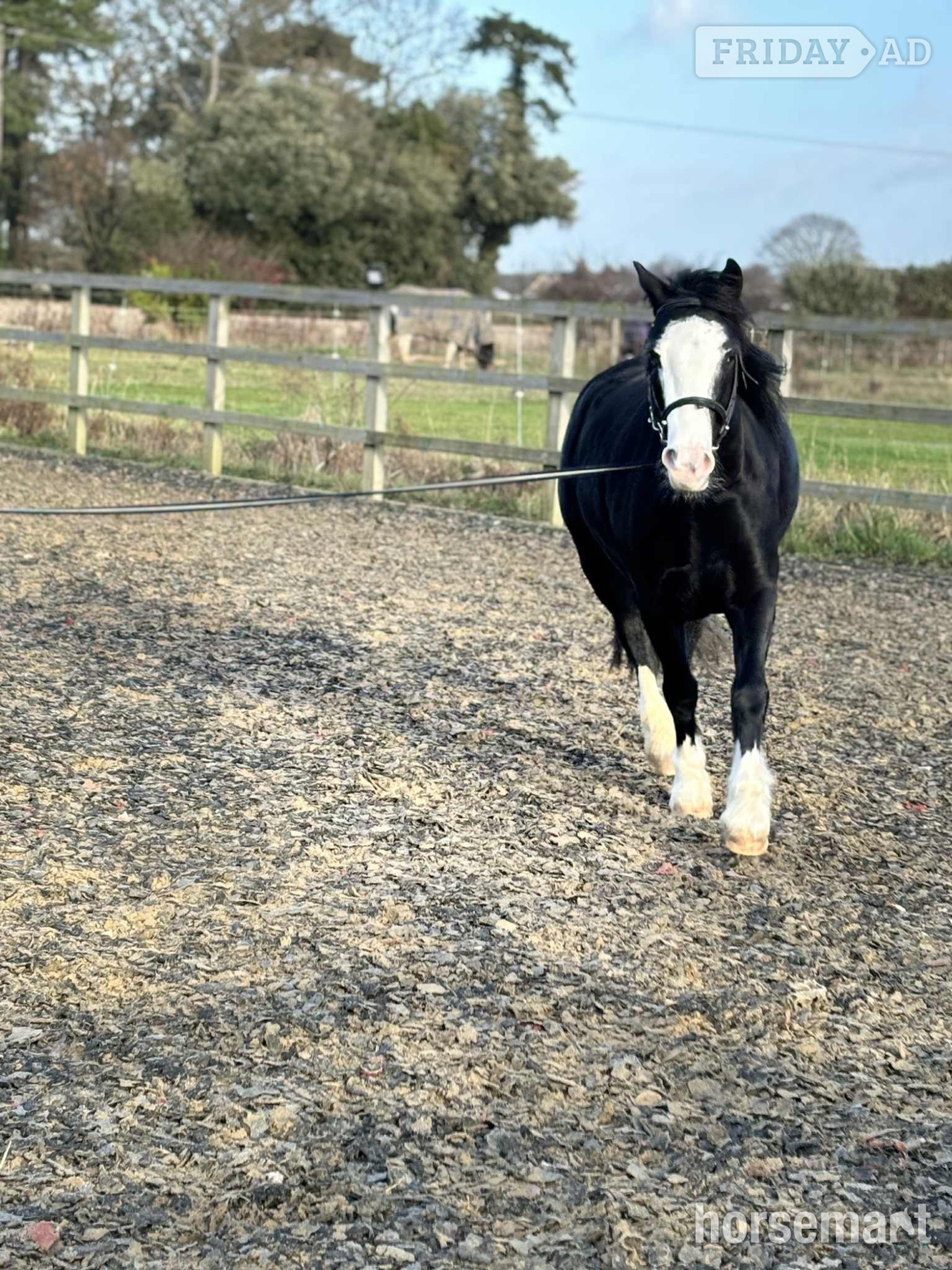 "Sonny" Black Gelding Project Horse - Horses in Corton