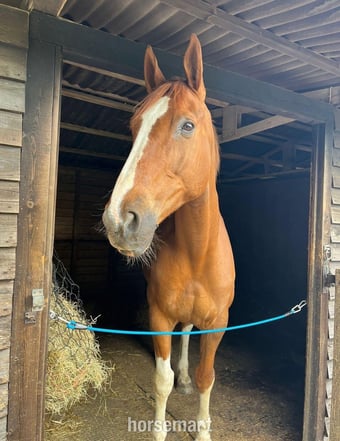 Irish sport X KWPN full loan
