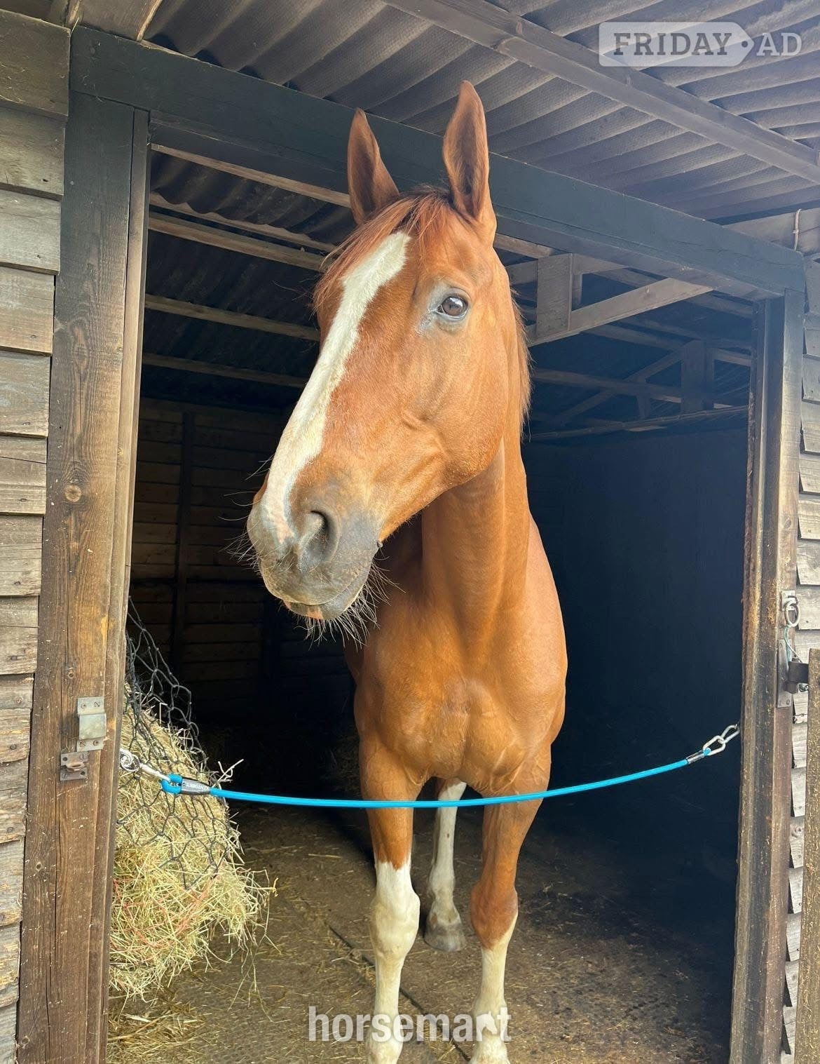 Irish sport X KWPN full loan in Chesham