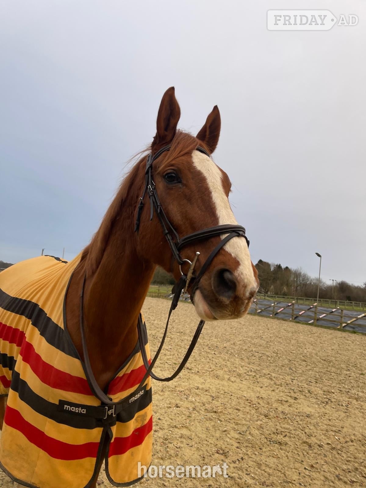 Irish sport X KWPN full loan