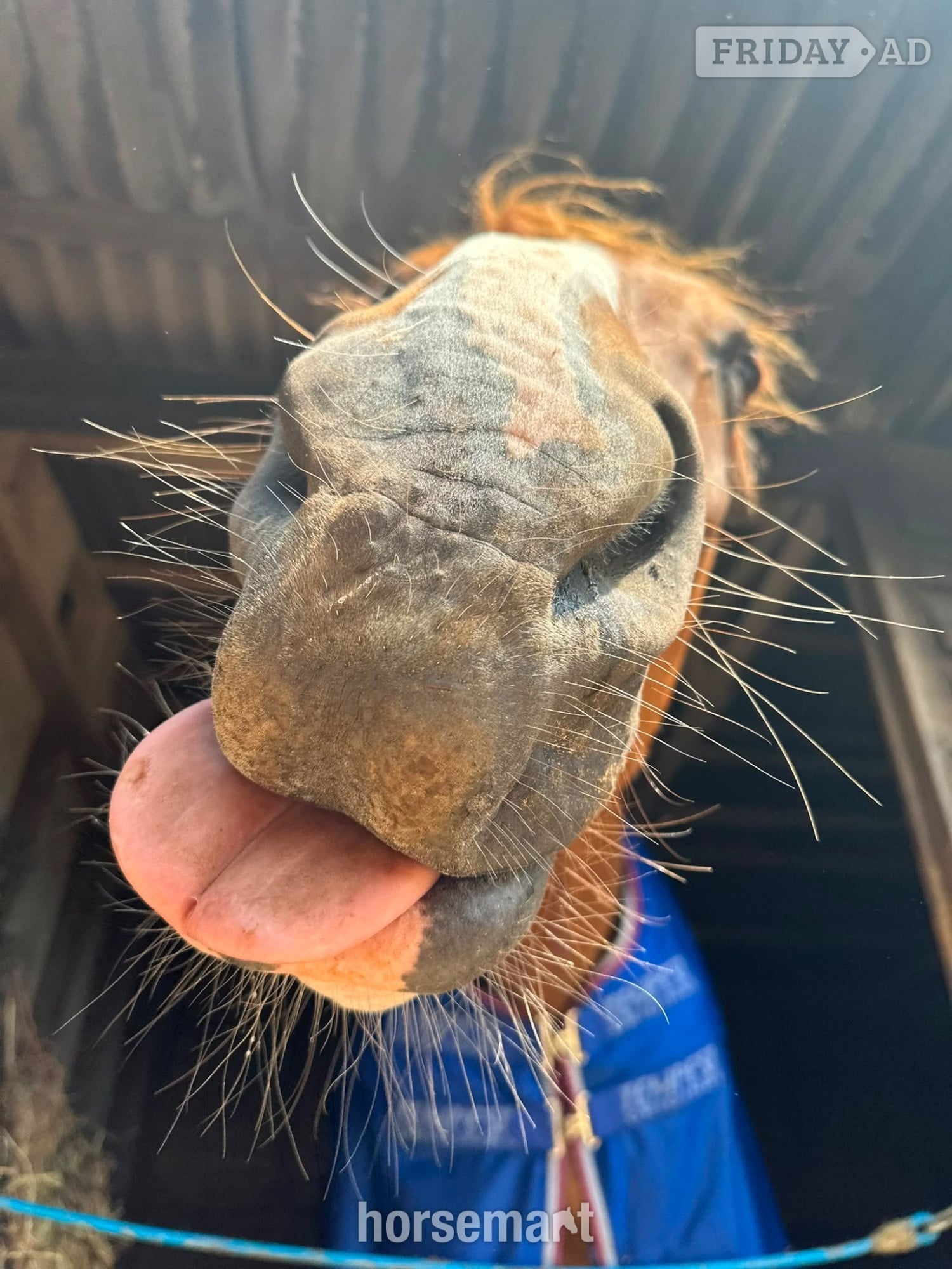 Chesham Irish sport X KWPN full loan