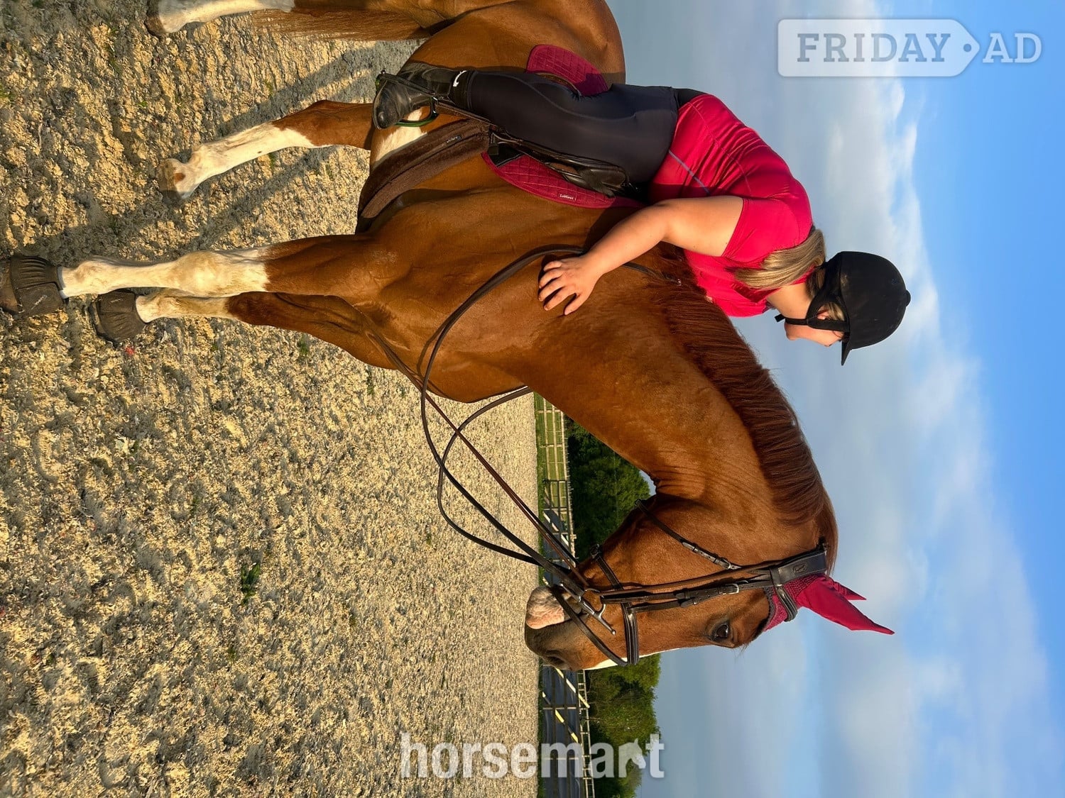 Irish sport X KWPN full loan - Horses in Chesham