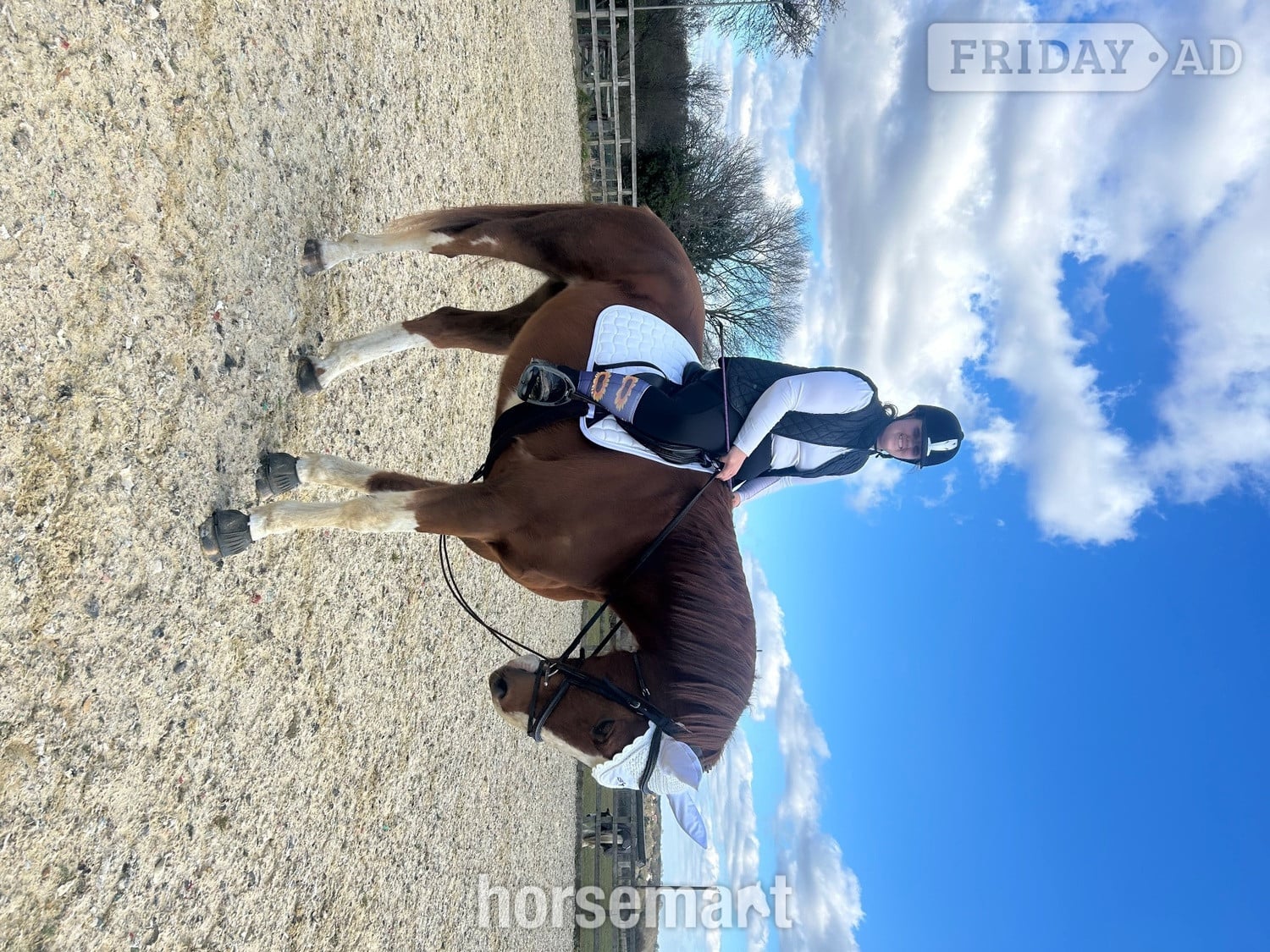 Irish sport X KWPN full loan - Horses