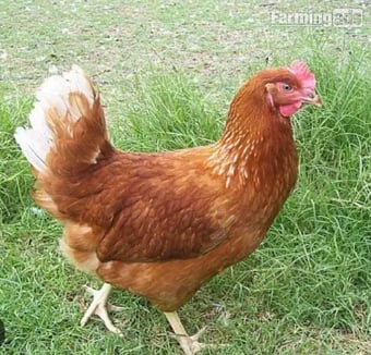 Nova Browns / Warrens - Point of Lay Hens