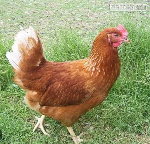 Nova Browns / Warrens - Point of Lay Hens in Pilling