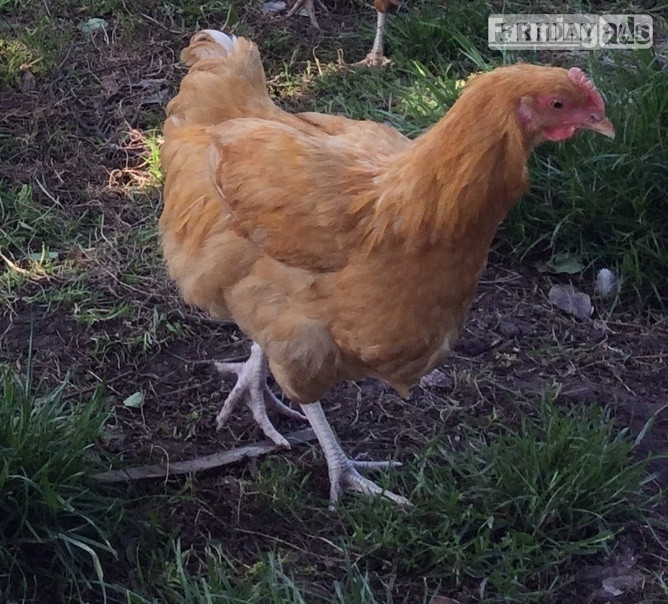 Nova Browns / Warrens - Point of Lay Hens
