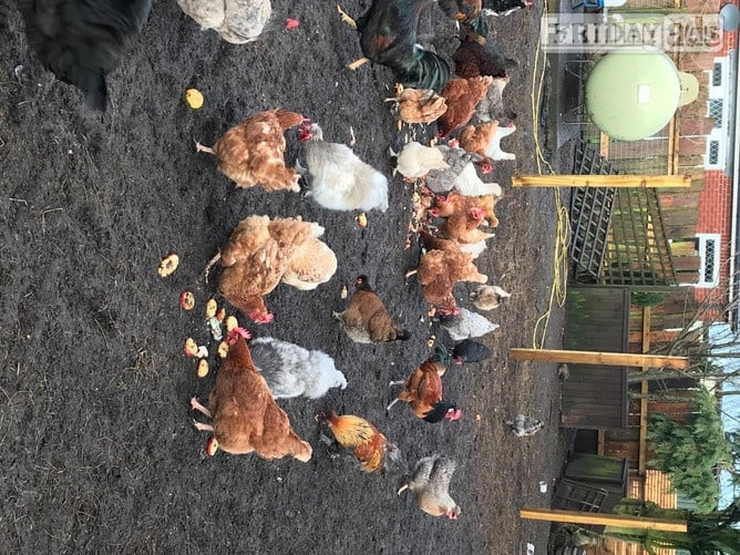 Pilling Nova Browns / Warrens - Point of Lay Hens