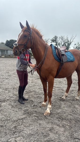 "Ruby " Chestnut Mare Riding Club Horse