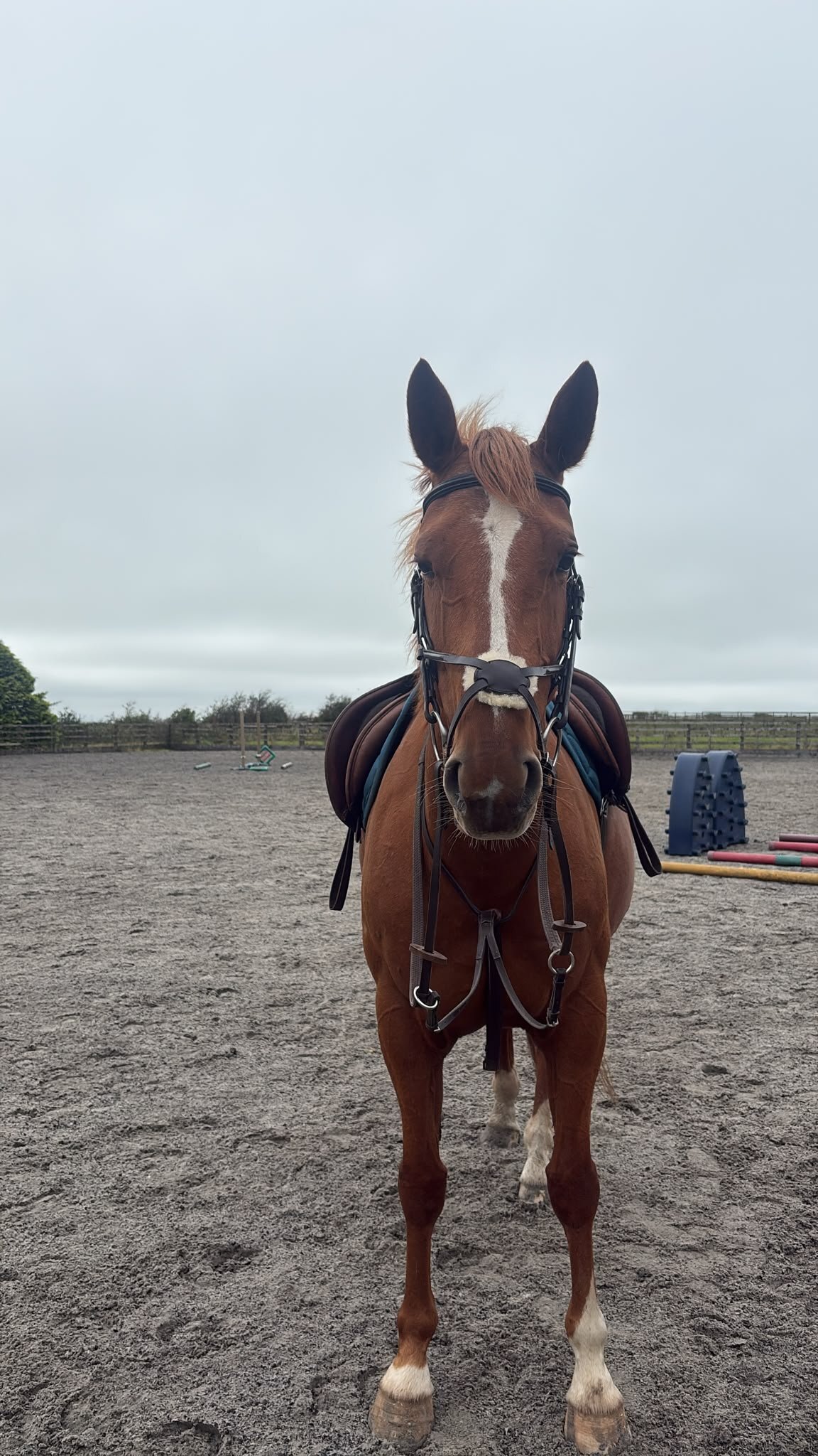 "Ruby " Chestnut Mare Riding Club Horse