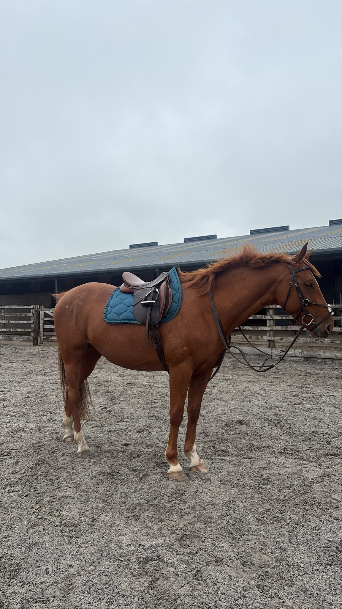 Stewarton "Ruby " Chestnut Mare Riding Club Horse