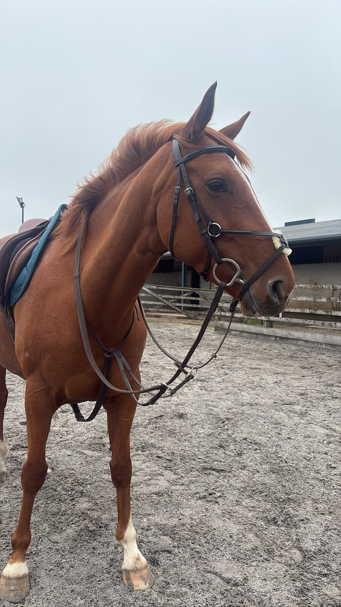 "Ruby " Chestnut Mare Riding Club Horse - Horses in Stewarton