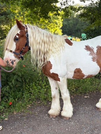 "Stanley " Skewbald Gelding All Rounder