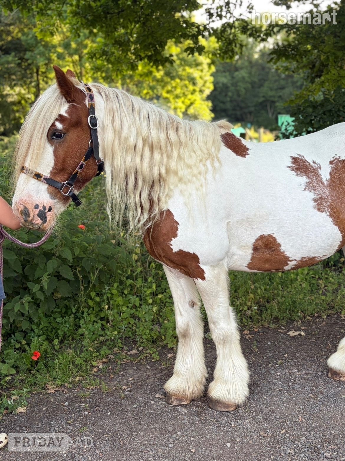 "Stanley " Skewbald Gelding All Rounder in Nottingham