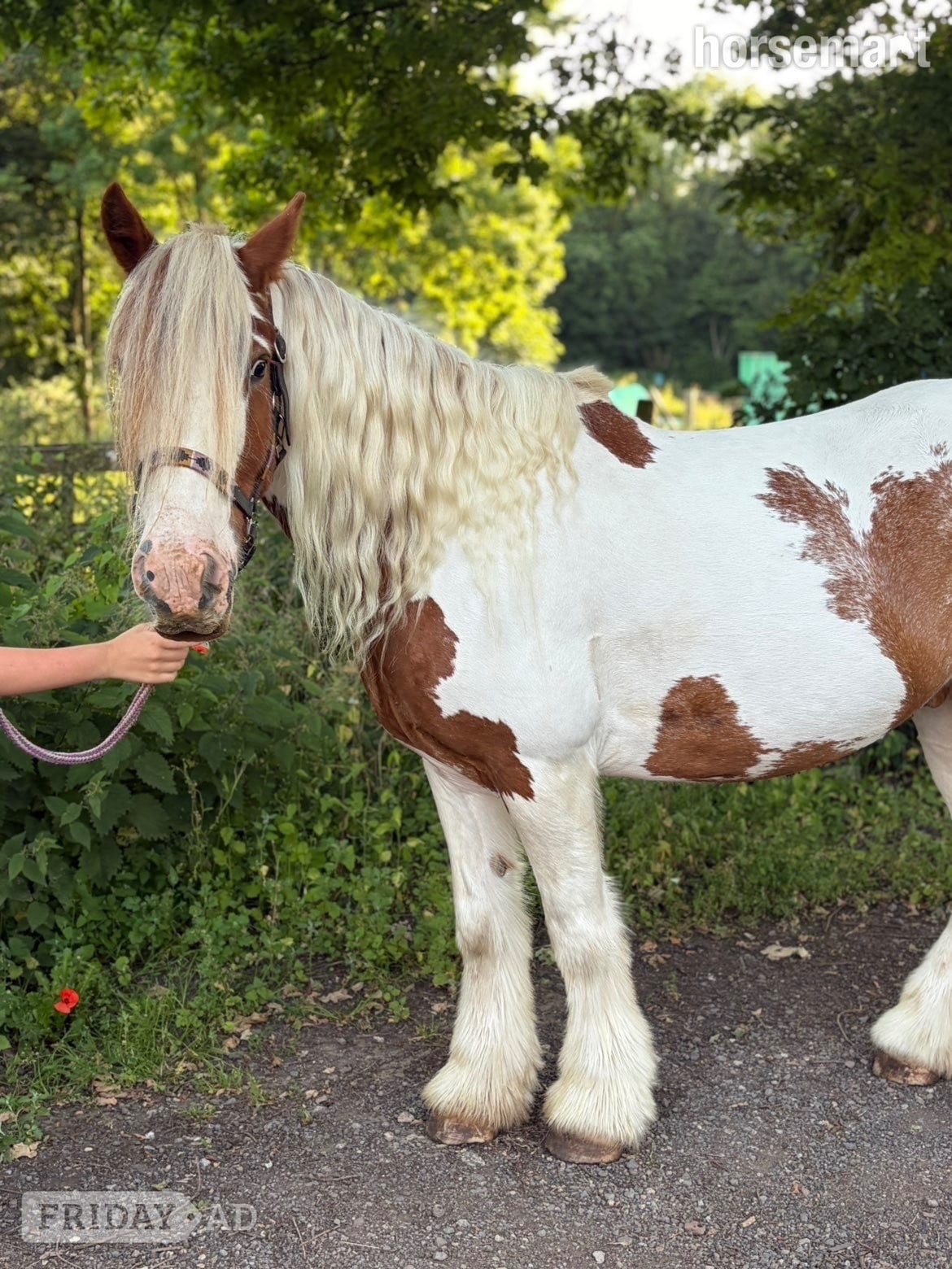 "Stanley " Skewbald Gelding All Rounder