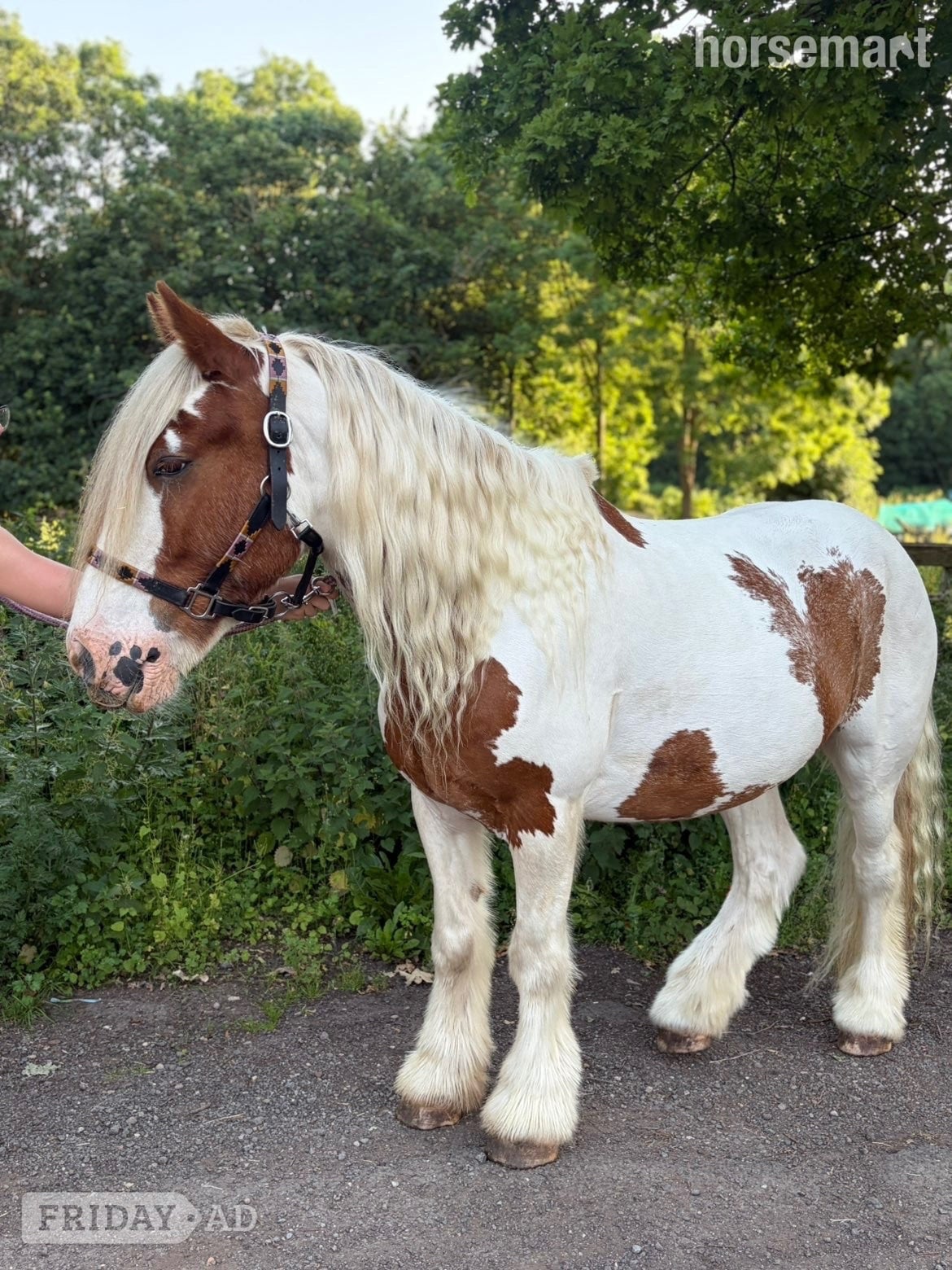 Nottingham "Stanley " Skewbald Gelding All Rounder