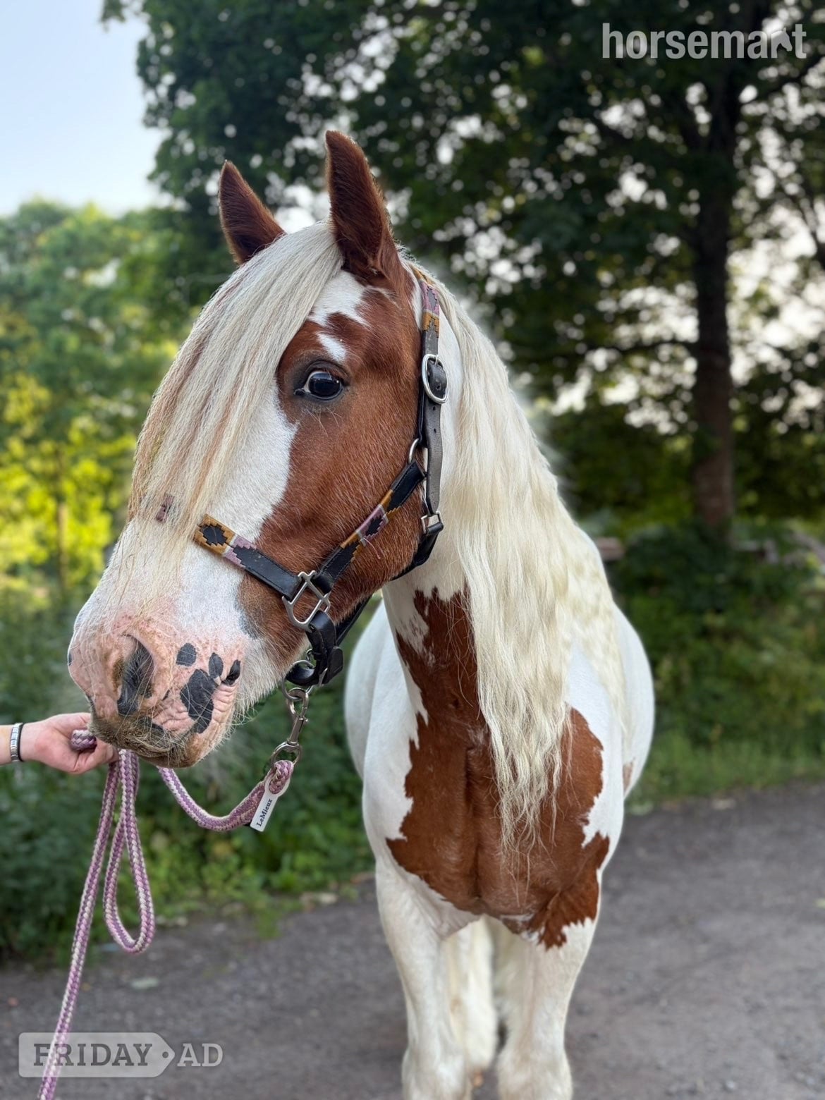 "Stanley " Skewbald Gelding All Rounder - Horses in Nottingham