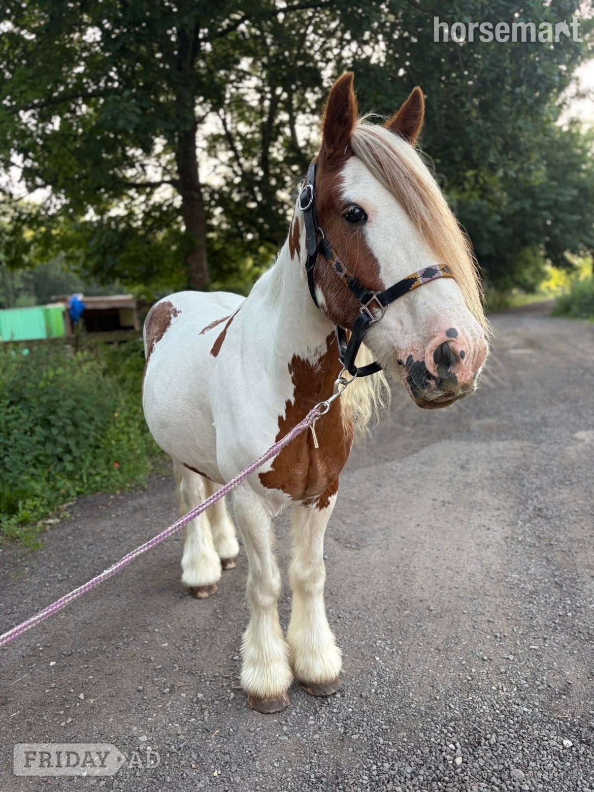 "Stanley " Skewbald Gelding All Rounder - Horses