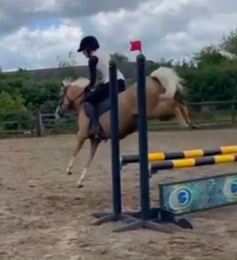 "Lottie" Palomino Mare Mountain & Moorland Pony