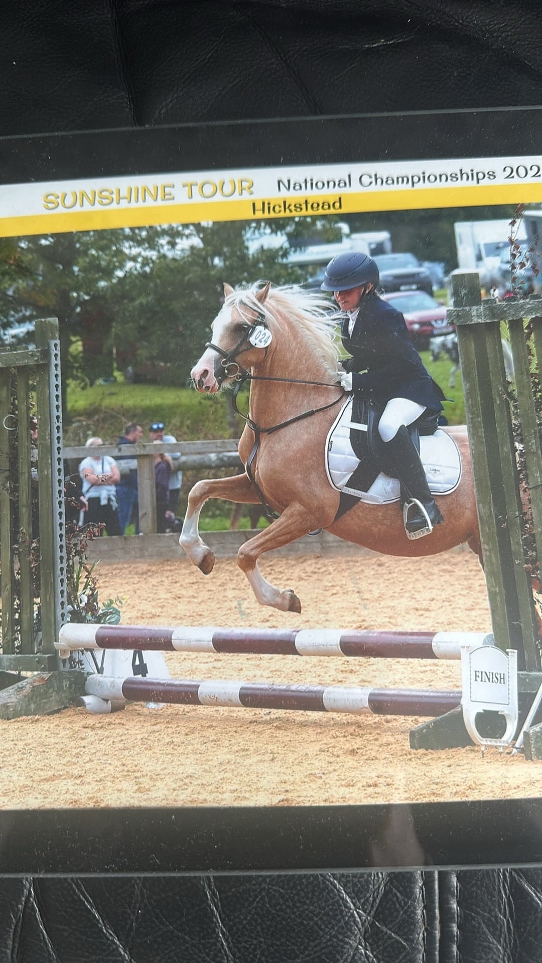 "Lottie" Palomino Mare Mountain & Moorland Pony